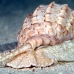 shell_li_h_0705_png2096.jpg